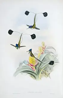 Aloe Prints: Loddigesia mirabilis, marvellous spatuletail