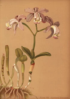 Loddigess cattleya orchid, Cattleya