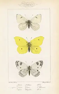 Lofty bath white, brimstone and bath white