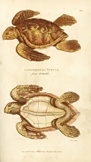Turtle Prints: Loggerhead sea turtle, Caretta caretta, by Gottwald