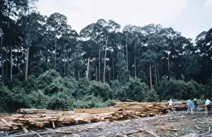 Logging operations in Brunei