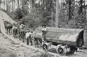 Carriages Collection: Logging Railway / 1904