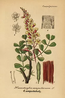 Mediinisch Pharmaceutischer Collection: Logwood or bloodwood tree, Haematoxylum campechianum