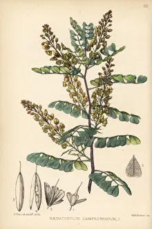 Logwood, Haematoxylum campechianum Logwood, Haematoxylum campechianum