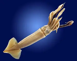 Frill Prints: Loligo sp. squid