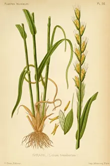 Lolium Tenulentum