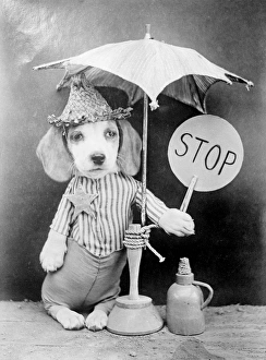 Images Dated 29th March 2012: LOLLIPOP DOG