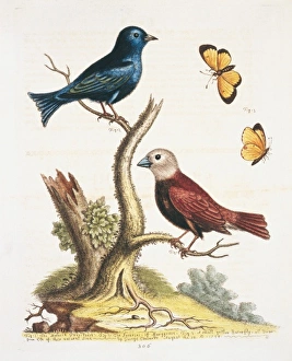 Lonchura maja, white-headed munia and an unidentified bird Lonchura maja, white-headed munia and an unidentified bird