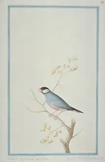 Loten Prints: Lonchura sp. munia