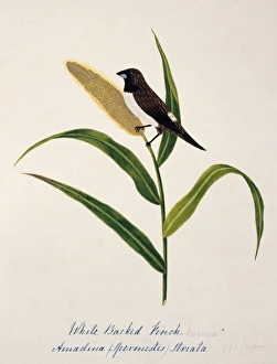 Maize Collection: Lonchura striata, white-rumped munia