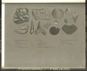 Strata Prints: London Clay fossils