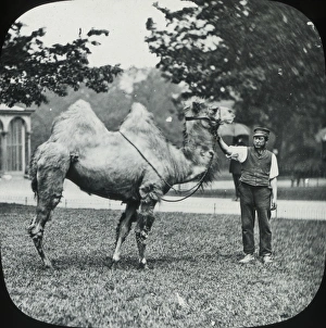Ungulate Gallery: London, England - Camel
