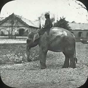 Maximus Prints: London, England - Indian Elephant