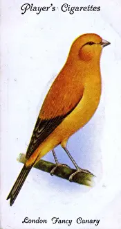 London Fancy Canary