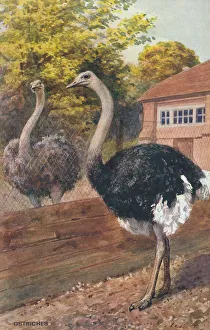 London Zoo