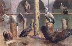 London Zoo