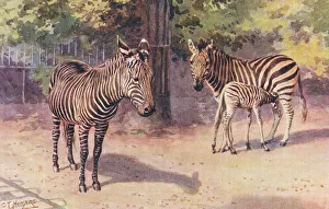 London Zoo