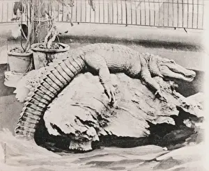Crocodile Prints: London Zoo - Crocodile