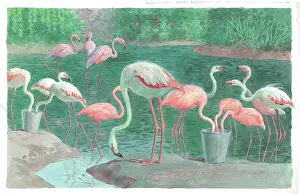 Flamingoes Prints: London Zoo, Flamingoes at London Zoo