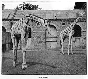 Giraffes Prints: London Zoo Giraffes