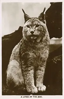Lynx Prints: London Zoo - A Lynx