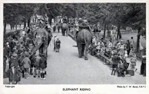 Elephants Prints: London Zoological Gardens, Regents Park - Elephant Rides. Date: circa 1930s