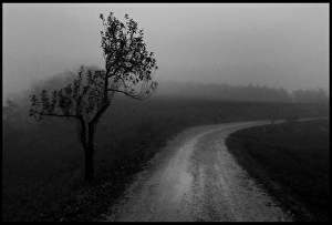 Images Dated 22nd November 2013: Lone olive tree and mist Tuscany