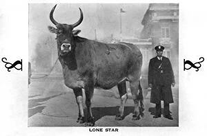 Images Dated 30th January 2012: Lone Star - Largest Cow in the World - Texas