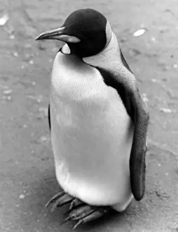 Lonely Penguin