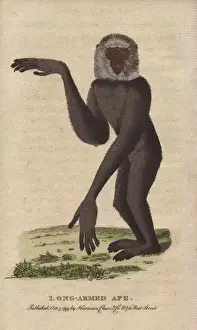 Hylobates Prints: Long-armed ape or gibbon, Hylobates species