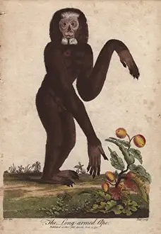 Hylobates Prints: Long-armed ape, Hylobates species
