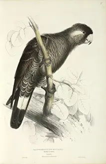 Scaly Prints: Long-billed black cockatoo