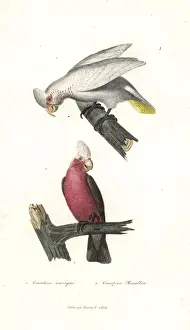 Long-billed corella and galah