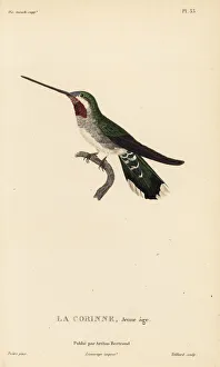 Colibris Collection: Long-billed starthroat, Heliomaster longirostris. Juvenile