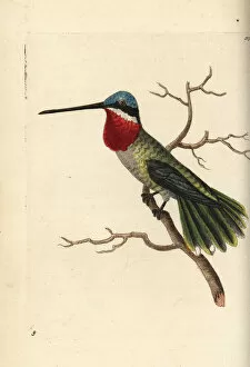Trochilus Collection: Long-billed starthroat hummingbird, Heliomaster longirostris