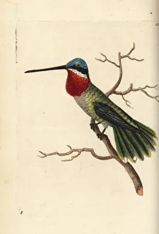 Trochilus Collection: Long-billed starthroat hummingbird, Heliomaster longirostris