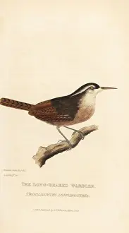 Warbler Prints: Long-billed wren, Cantorchilus longirostris