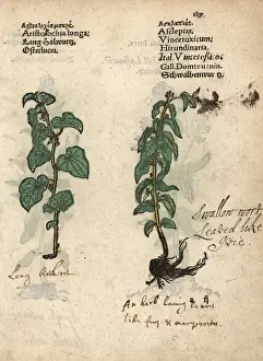 Adam Prints: Long birthwort, Aristolochia longa, and swallow-wort
