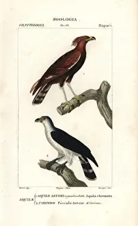 Long-crested eagle, Lophaetus occipitalis