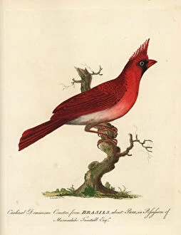 Loxia Collection: Long-crested northern cardinal, Cardinalis
