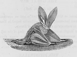 Long-Eared Bat (Bewick)