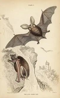 Vulnerable Prints: Long-eared bat, Plecotus auritus (vulnerable)