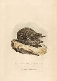 Long-eared hedgehog, Hemiechinus auritus
