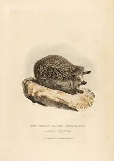 Griffith Prints: Long-eared hedgehog, Hemiechinus auritus