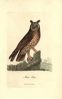Long-eared owl, Asio otus