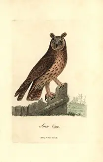 Graves Prints: Long-eared owl, Asio otus