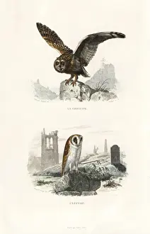 Edouardtravies Prints: Long-eared owl and barn owl