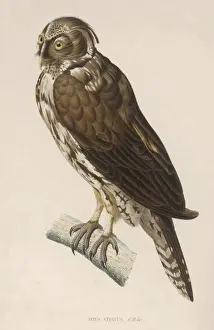Owls Prints: Long Eared Owl / Werner