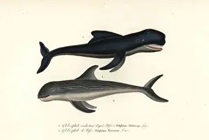 Primevere Prints: Long-finned pilot whale and Rissos dolphin