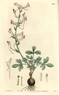 Longiflora Prints: Long-flowered corydalis, Corydalis longiflora